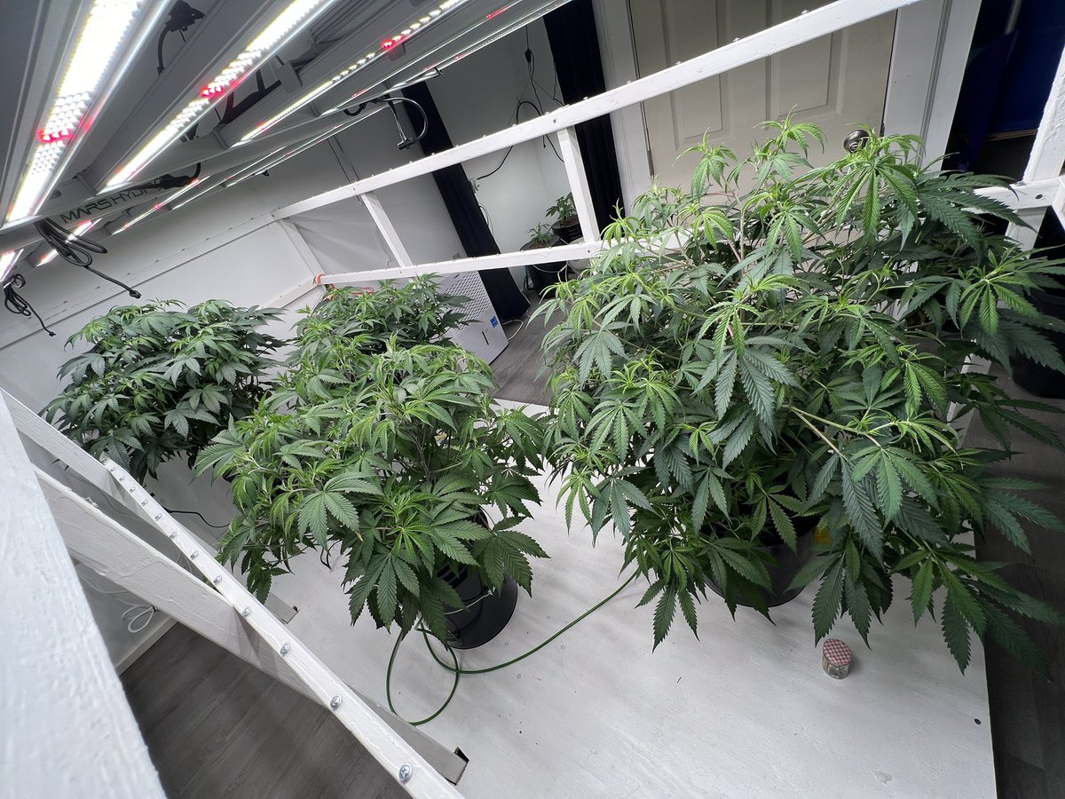 ThatHydroCouple's tweet image. Sprouting joy one LED at a time! Who knew tech could make Mother Nature even cooler? Grow lights on, stress off, plant game strong! 🌿💪 #LeafItToUs #HighTechPlants #GrowWithTheFlow #Mmemberville #GeneralHydroponics #CannabisCommunity #DWC #growyourown #Tuesday