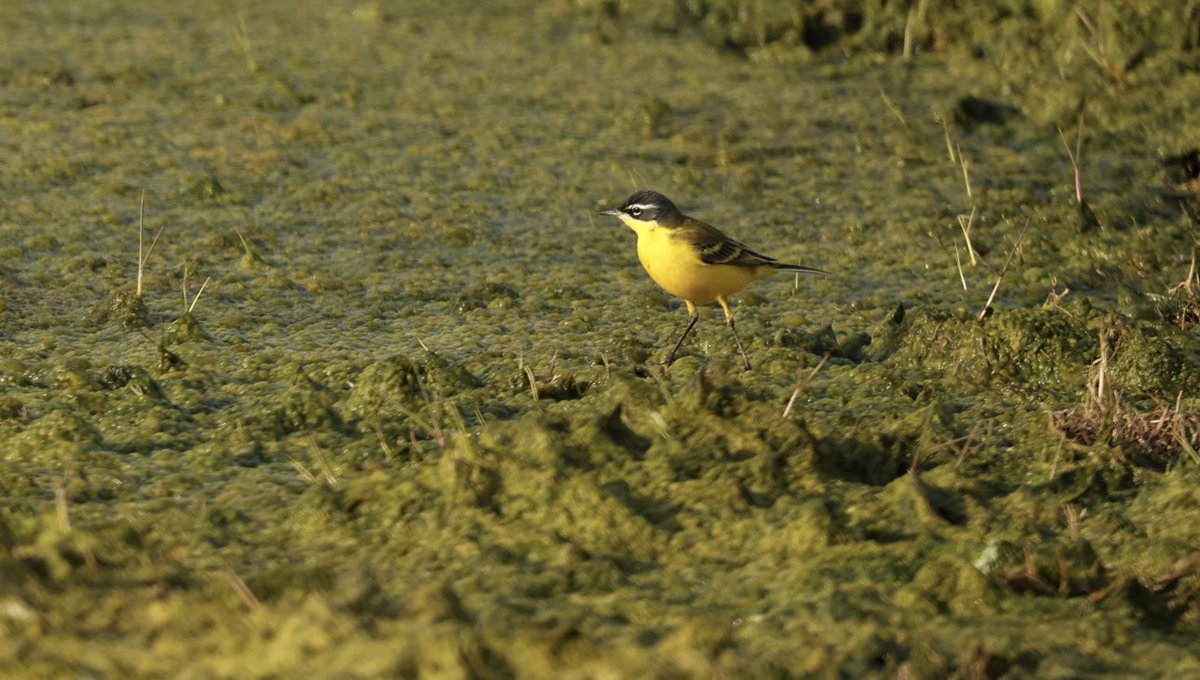 ‘Superciliaris’ yellow wag? Manavgat, Türkiye today. #birding