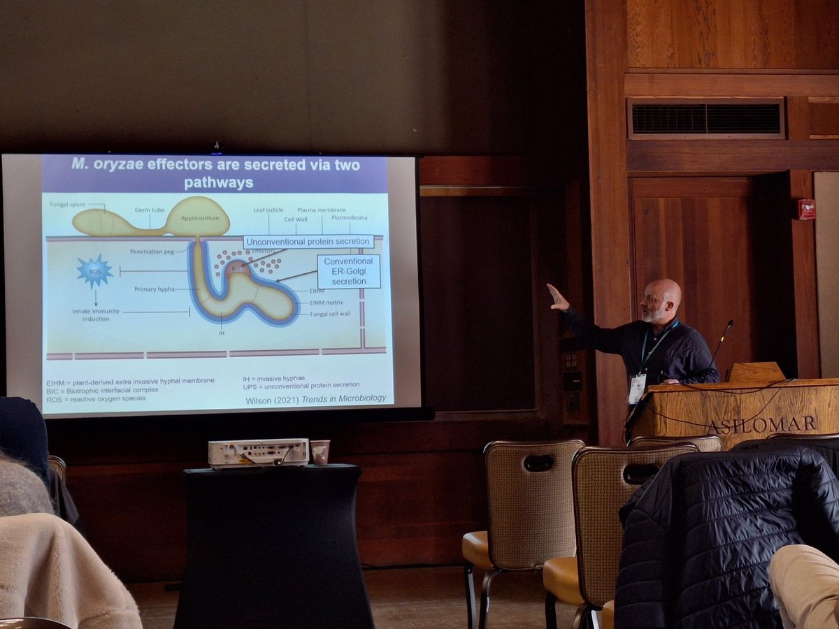 ThorstenLangner's tweet photo. Last session of #magnafest being kicked off by @WilsonLab telling us about codon usage bias in the blast fungus . #fungal24 https://t.co/vv8taEhvPd