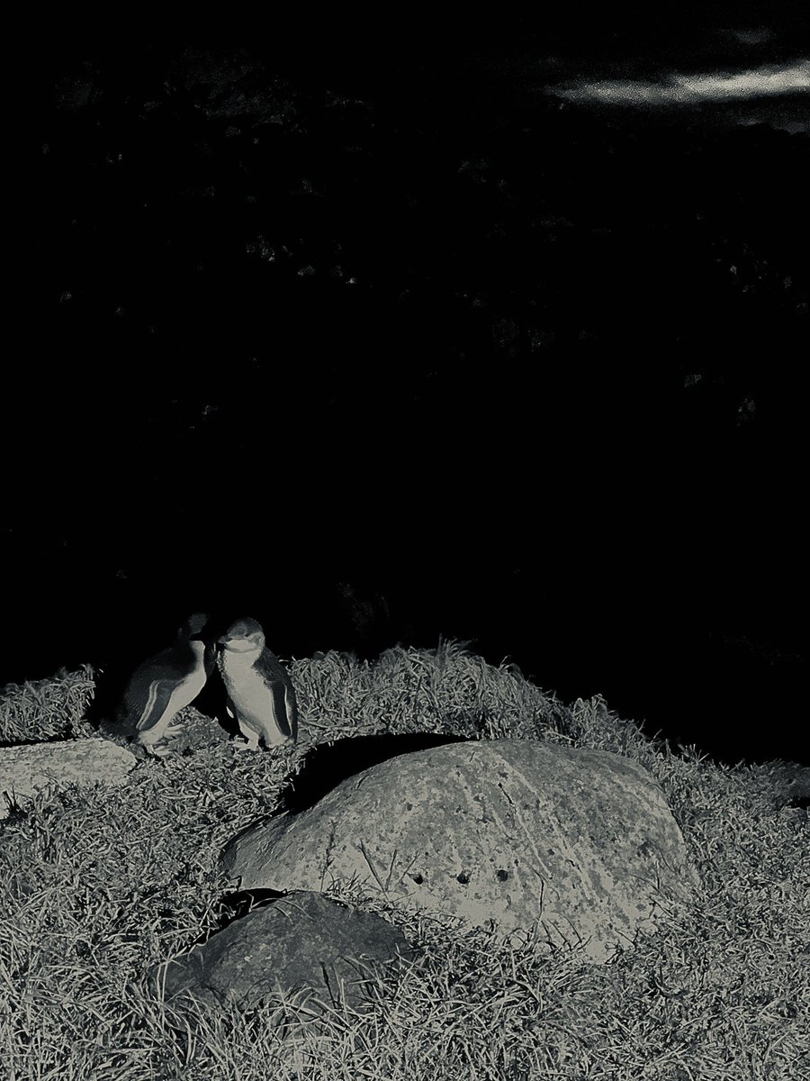 JHutcheon's tweet image. The #LostinShanghai team is in #Burnie #Tasmania tonight 13/3 for our 7.30 pm show. We were excited to catch little #penguins after dark. There was also a pademelon - a stocky wallaby! Can’t wait to meet other locals and visitors tonight #caap #artsontour #theatre