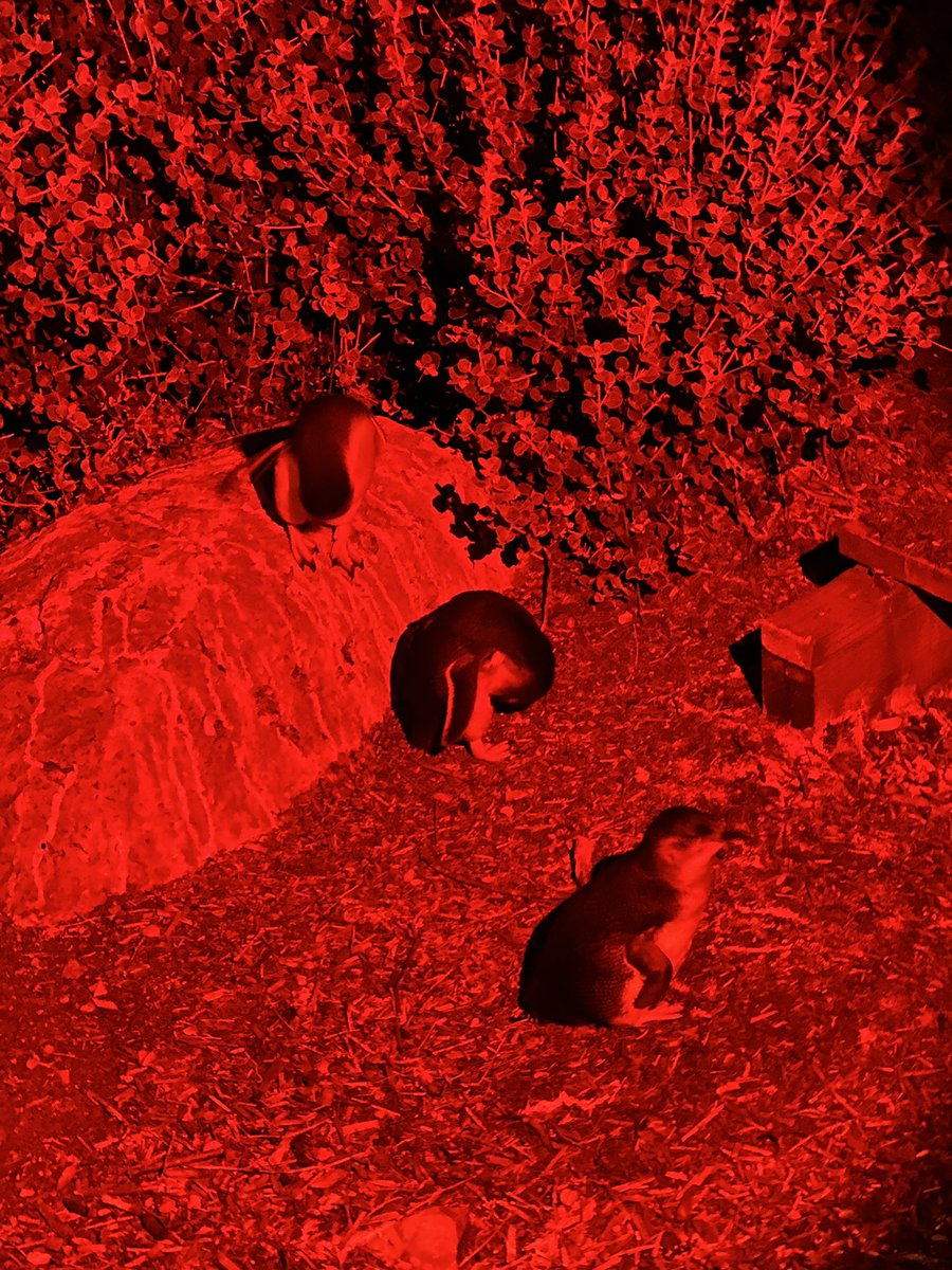 JHutcheon's tweet image. The #LostinShanghai team is in #Burnie #Tasmania tonight 13/3 for our 7.30 pm show. We were excited to catch little #penguins after dark. There was also a pademelon - a stocky wallaby! Can’t wait to meet other locals and visitors tonight #caap #artsontour #theatre