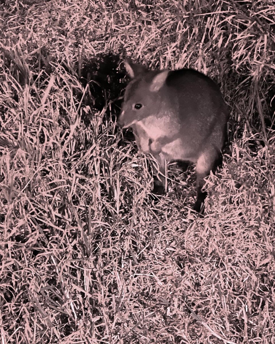 JHutcheon's tweet image. The #LostinShanghai team is in #Burnie #Tasmania tonight 13/3 for our 7.30 pm show. We were excited to catch little #penguins after dark. There was also a pademelon - a stocky wallaby! Can’t wait to meet other locals and visitors tonight #caap #artsontour #theatre