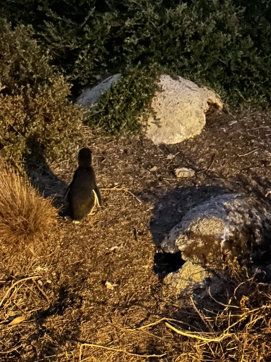 JHutcheon's tweet image. The #LostinShanghai team is in #Burnie #Tasmania tonight 13/3 for our 7.30 pm show. We were excited to catch little #penguins after dark. There was also a pademelon - a stocky wallaby! Can’t wait to meet other locals and visitors tonight #caap #artsontour #theatre
