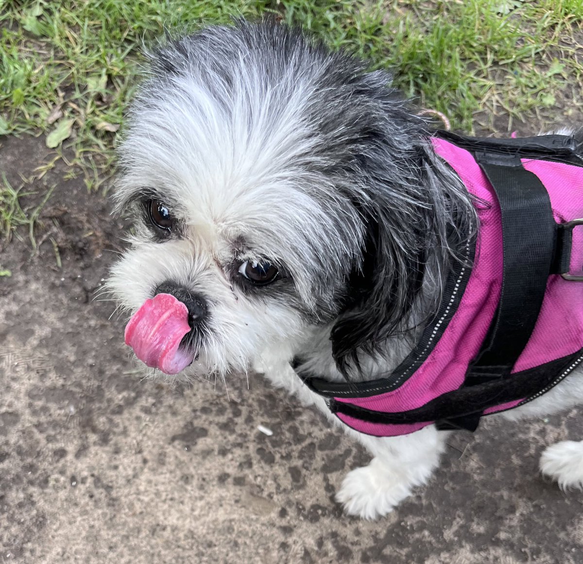 It’s a sunny tongue out Tuesday 😛 it’s starting to feel like spring, pals 🥰 oh what a long harsh cold winter we are glad it’s nearly over ❤️