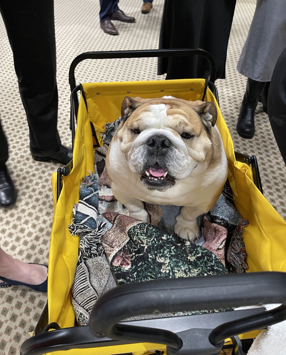 Source sends me this pic from a NRSC fundraiser for Jim Justice tonight. Special guest: Babydog (In case anyone was wondering how involved Babydog is this cycle)