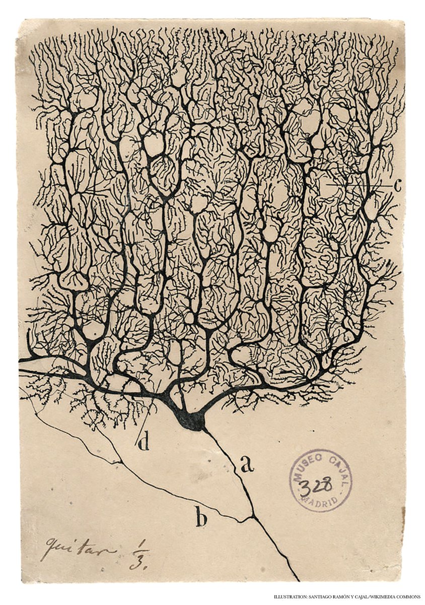 Drawing the mind, one neuron at a time: A 2022 book walks readers through the life and work of Santiago Ramón y Cajal, the Spaniard whom many consider the founder of modern #neuroscience.

Check out the #ScienceBooks Review during #BrainAwarenessWeek: scim.ag/6c3