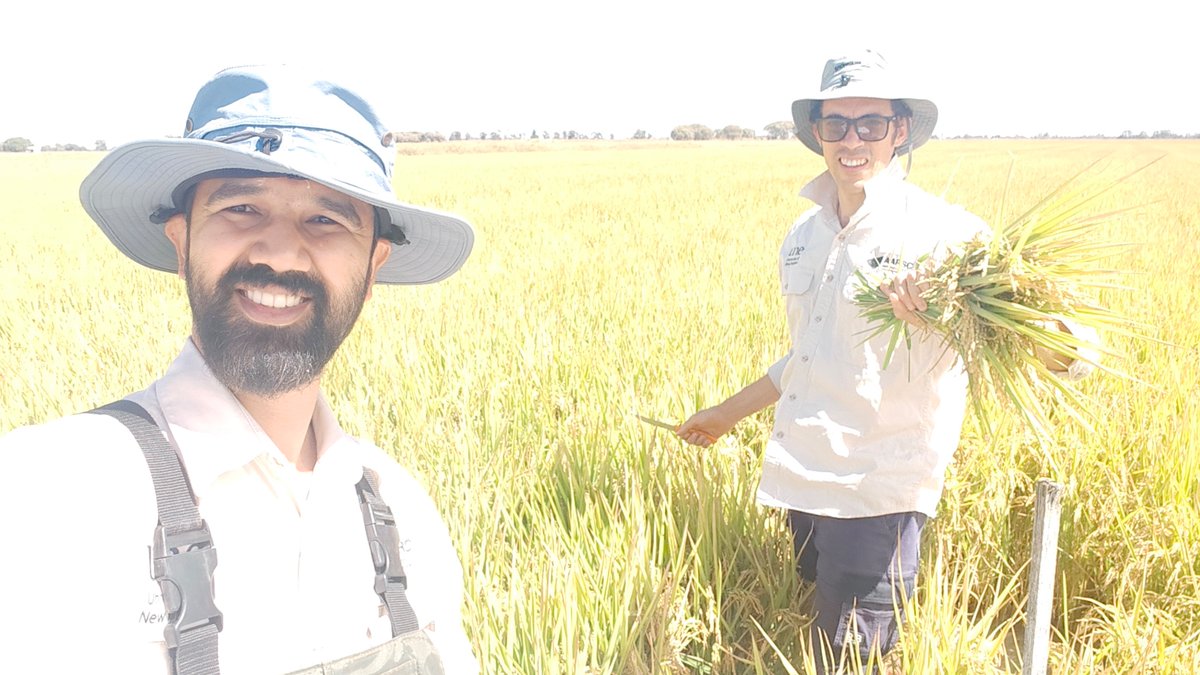 All the instruments indicated it was a very warm day, sampling rice grain moisture in the Murray Valley with @Alex__Schultz @jhakumarsunil