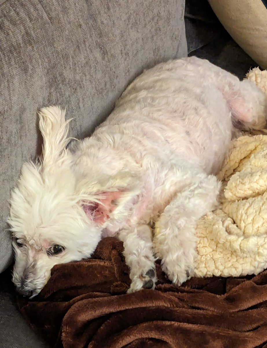 The_MartinL's tweet photo. @Misss_Abigail @dog_rates Here's side eye from a grumpy old dog who had just been given his eye medication https://t.co/oH3PTnRmgK