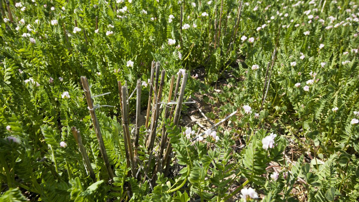 theGRDC's tweet photo. ✳️ GRDC IMPACT ✳️
From 2017 to 2022, GRDC invested in the Dryland Legume Pasture Systems (DLPS) initiative to commercialise new legume pastures and support their adoption through innovative management methods: https://t.co/xKD0pJIyxB
#GRDCImpact #LegumePastures #CropRotations https://t.co/Nd3oQ7unew