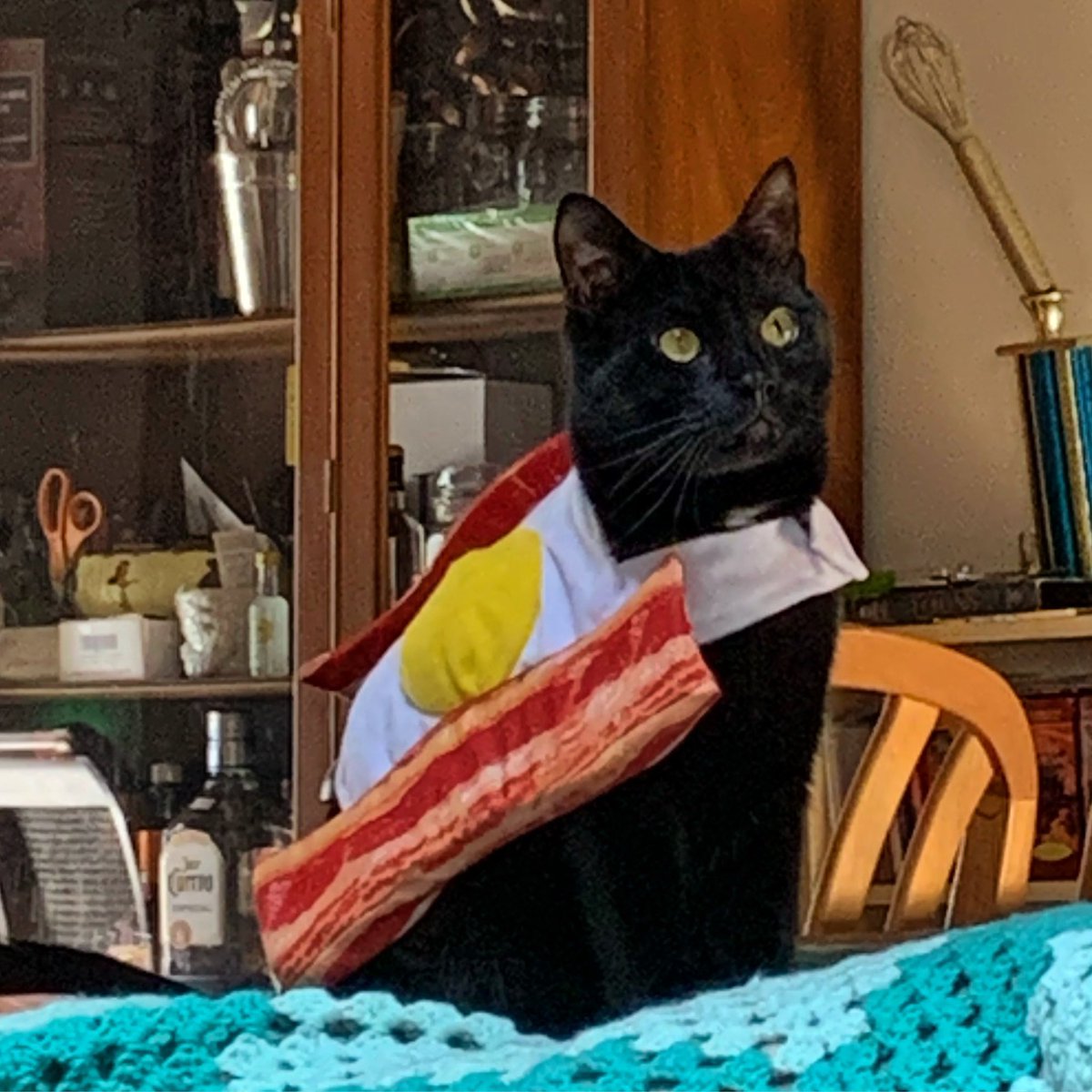 EntsandS's tweet photo. It’s been a while and I need to get back at it. I have two amazing interviews in the can and I’m struggling to finish the script for the next episode. So in the meanwhile here’s a picture of my cat Hades in a bacon and eggs costume. He meows until I put it on him. https://t.co/bhwOSjedW5