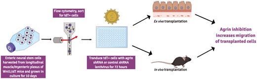 This study aimed at establishing procedure that could improve stem cell therapy as a treatment for #Hirschsprung disease, a neuro-intestinal disease caused by migratory failure of enteric neural crest-derived cells during embryonic development. doi.org/10.1093/stcltm…