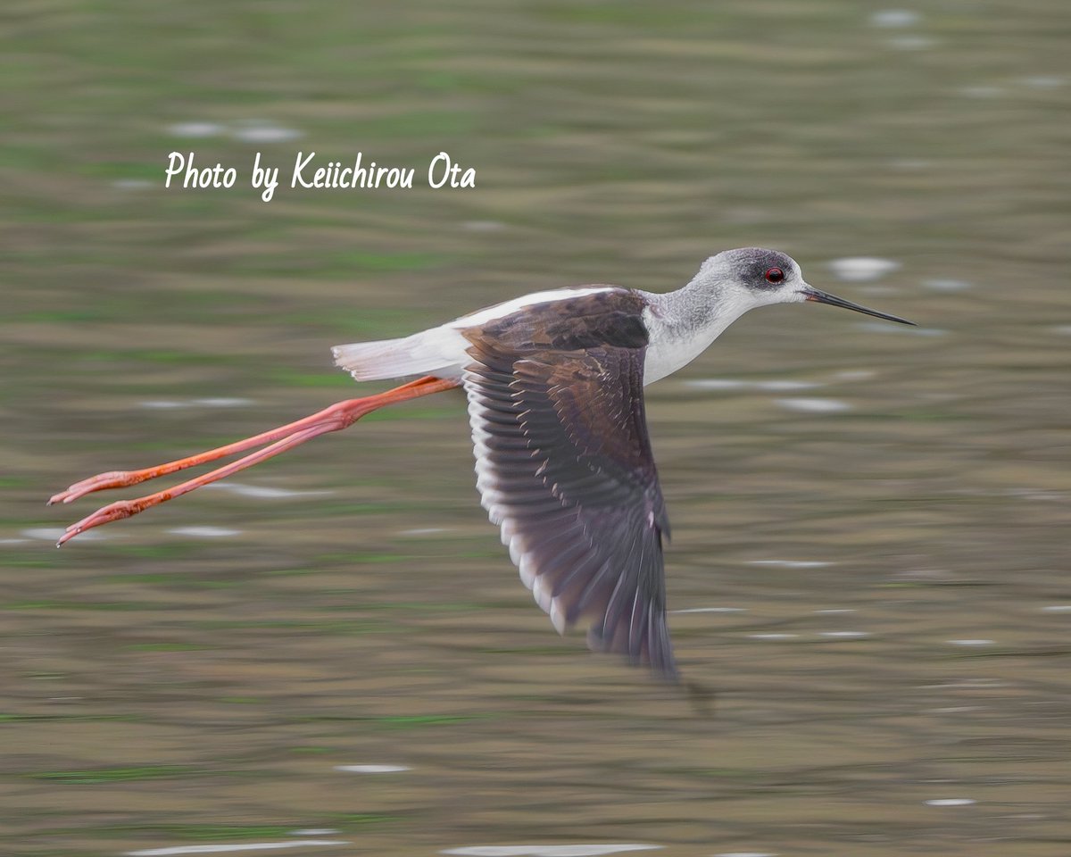 またまた逆向きのセイタカシギの飛びもの🙌

#セイタカシギ
#丈高鷸
#blackwingedstilt
#wingedstilt
#Nikon　
#ニコン
#Z8