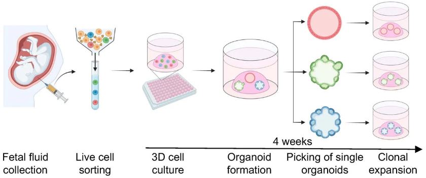 Scientists identified and isolated viable 🧫 epithelial stem/progenitor cells. Upon culturing, these cells formed clonal epithelial #organoids, manifesting small intestine, kidney tubule, and lung identity. @NatureMedicine | 👉 go.nature.com/3wHsxDG