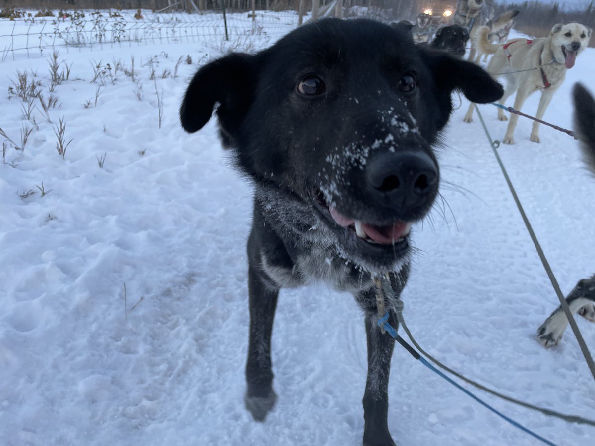 The suspense of waiting to hear all about Linky’s adventures!! Any insiders know if Jeff made it to Unalakleet, and of course pizza?