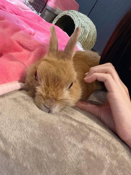 Twitterのコスプレ画像11