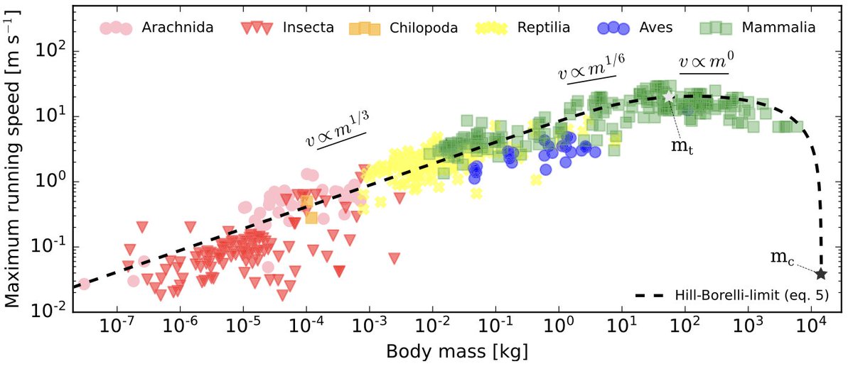 Ever wondered why cheetahs are so dang fast, but smaller animals, like mice, or larger animals, like elephants, are much slower? Thrilled to share our new study in @NatureComms led by @EvoBiomech & @cclemente4 w/ Peter Bishop. A chat that started 10 y ago rdcu.be/dANSE