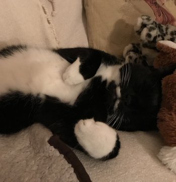 Hi #MOGYOGGIES! 😺💖🧘
As Easter approaches, da next #MOGYOG POSE on MON 1 APRIL at 8pm UK time is #BUNNYPAWS! 😻🐇🐾

 Dis pose is great fur toning an strengthening da arm muscles! 😹🧘‍♂️💪

Here I demonstrate #bunnypaws!  😺🧘‍♂️🐇🐾
You has just 3 weeks to achieve dis pose! 😸💖