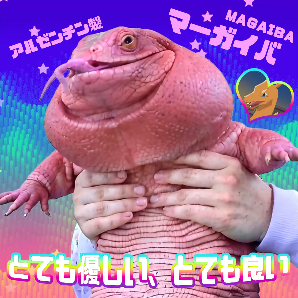 🔥BREAKING: 

1 Argentine memecoin $MAGAIBA flipped 1 Japanese Yen, the official currency of Japan, at 0.0068 USD.  

アルゼンチン製草コイン「マーガイバ」が1 日本円を超えた。

<a href="/magaibasogentle/">MAGAIBA 🦎</a>

#MAGAIBA #ミームコイン #草コイン