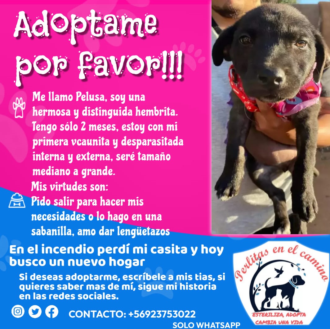 eltuitdemarsh's tweet photo. "A Pelusa la quieren adoptar! El problema es que la familia es de Santiago y nosotras de Viña del mar. Por ello quisiera saber si alguien podría ayudarnos con traslado hasta la comuna de San Miguel. Es una familia muy linda, no queremos que pierda esta oportunidad." Favor RT! https://t.co/AoK3VwycgV