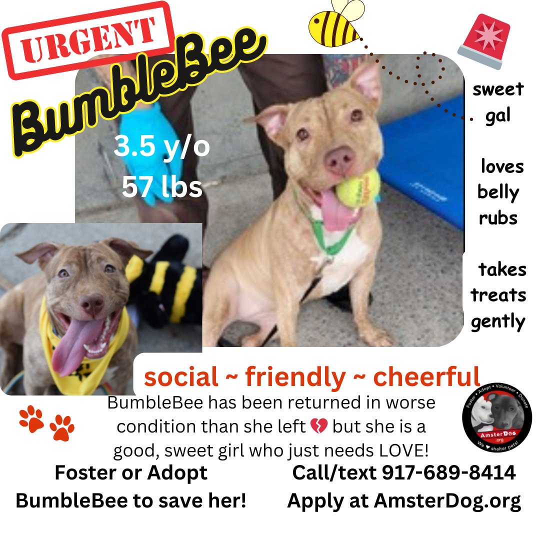 ❗️🐝 BUMBLEBEE needs a miracle 💔 She is a good girl who only has hours 🐾 Loves belly rubs & balls ❤️ Social lady 🙏 Please foster/adopt her to save her! 👉 apply at AmsterDog.org