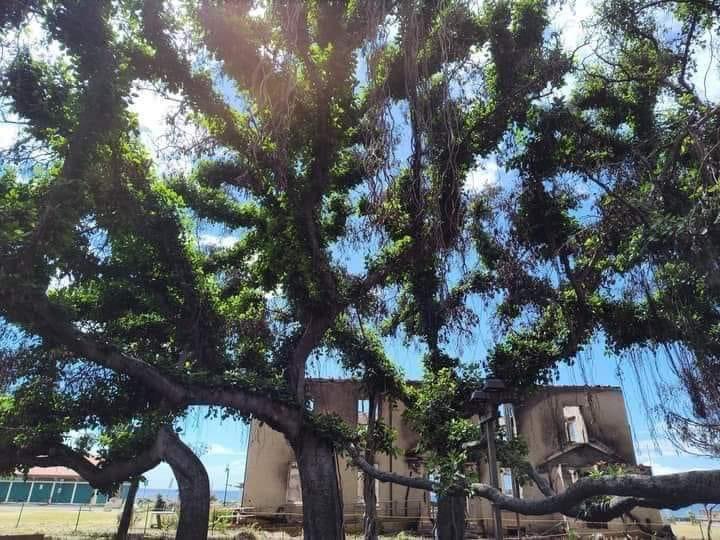 Lahaina Banyan Tree. 

Beautiful to see. 

Not our pic, govt has Old Lahaina Town locked down tight. 

#LahainaStrong