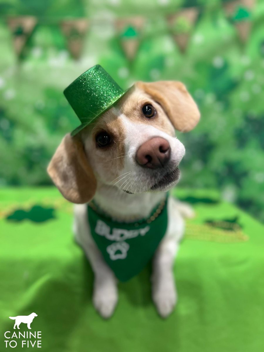 Canine To Five tweet media