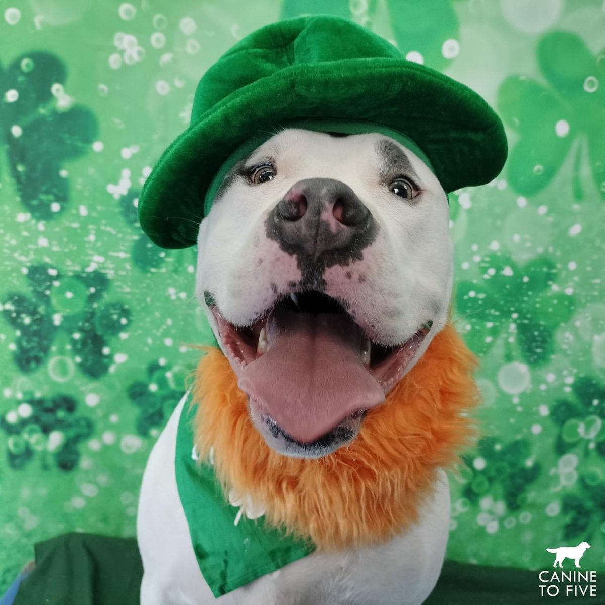 Last week, Canine To Five went green for our St. Patrick's Day photoshoot! 🍀 Our next event? An Easter-themed photoshoot exclusively for our Sunday boarders on March 31st! Plus, treat your pup to an Easter Brunch while you're away 🐣

Book online! caninetofive.portal.gingrapp.com