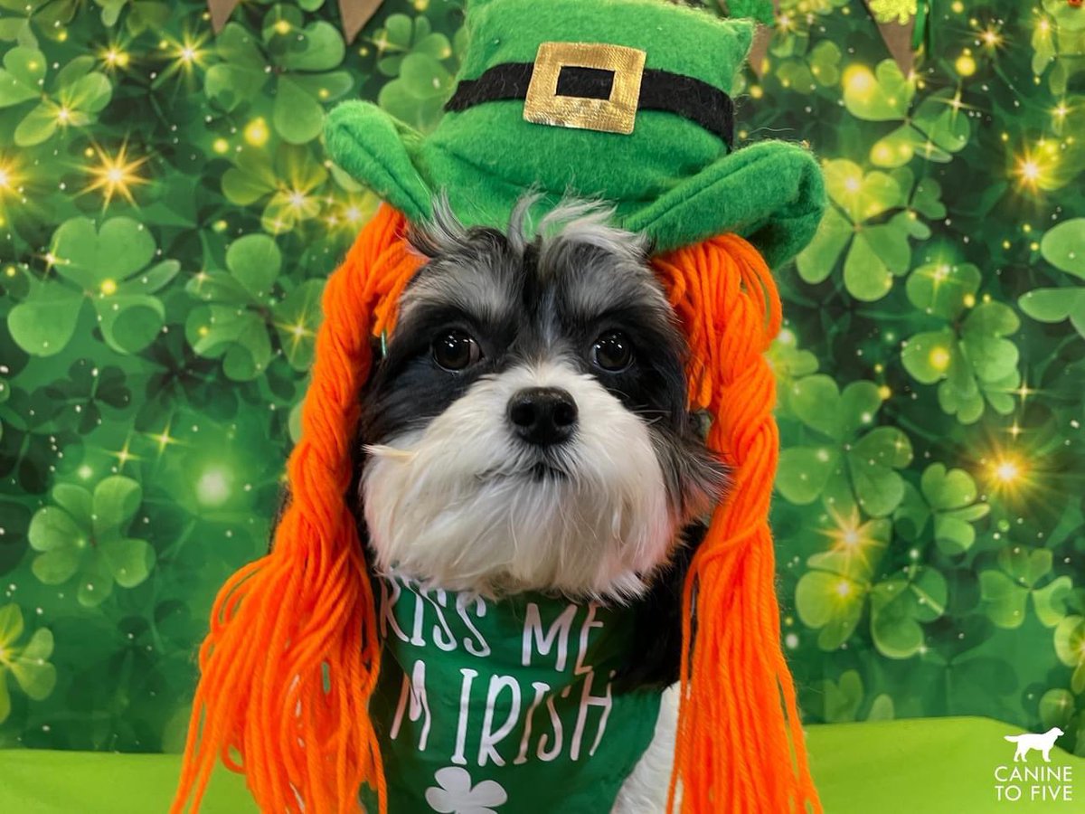 Canine To Five tweet media