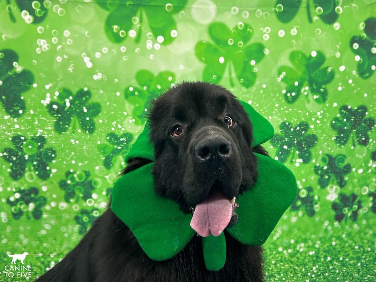 Canine To Five tweet media