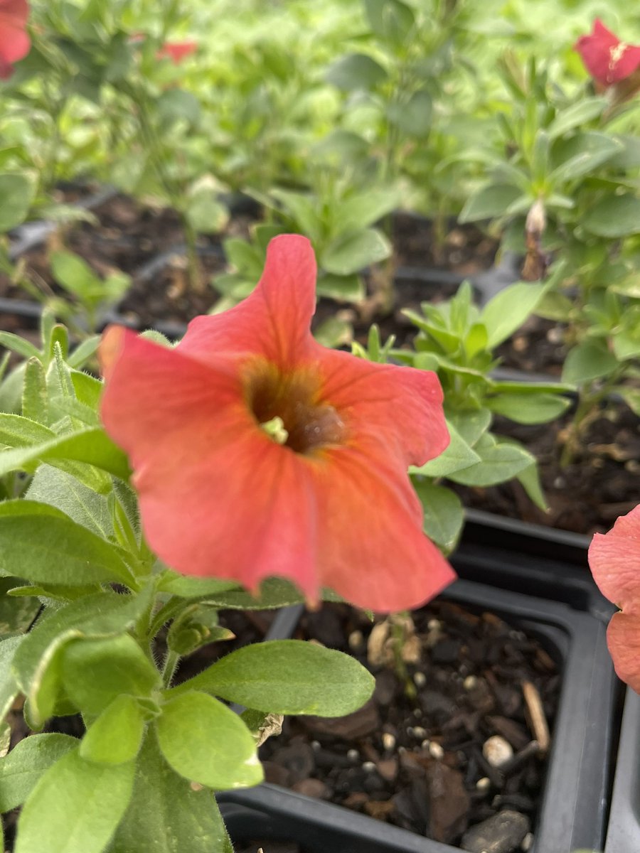 AgEd_With_SB's tweet photo. Sneak peak π #doingtolearn horticulture has been busy! @dcsnc @OakGroveHS make sure you keep your local ag departments in mind for plants this spring! π± https://t.co/ZkNMH4GJIy