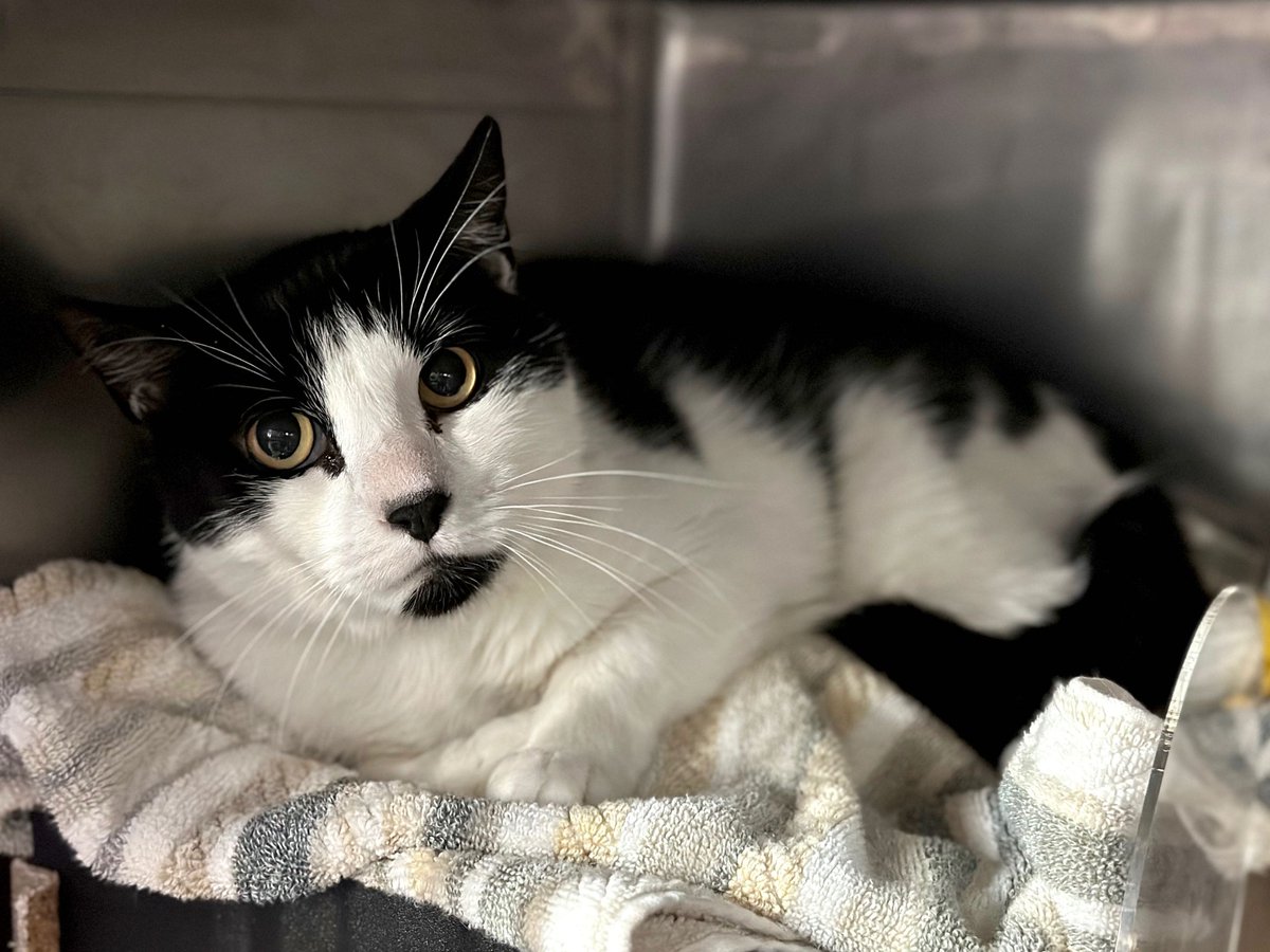 NYCDEATHROWCATS's tweet photo. THERE ARE 18 ANIMALS (6 CATS &amp; 12 DOGS)  AT RISK FOR THURSDAY 3/14/24 DEADLINE IS NOON. PLEASE SHARE, FOSTER, ADOPT, TAG FRIENDS, POST TO SOCIAL MEDIA SITES, PLEDGE TO HELP SAVE THEIR LIVES. NEW PHOTOS https://t.co/Rt2PL8RaPy https://t.co/u4Ra8lRXzq