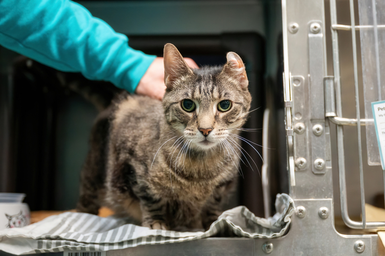 NYCDEATHROWCATS's tweet photo. THERE ARE 18 ANIMALS (6 CATS &amp; 12 DOGS)  AT RISK FOR THURSDAY 3/14/24 DEADLINE IS NOON. PLEASE SHARE, FOSTER, ADOPT, TAG FRIENDS, POST TO SOCIAL MEDIA SITES, PLEDGE TO HELP SAVE THEIR LIVES. NEW PHOTOS https://t.co/Rt2PL8RaPy https://t.co/aFtV6qvKF0