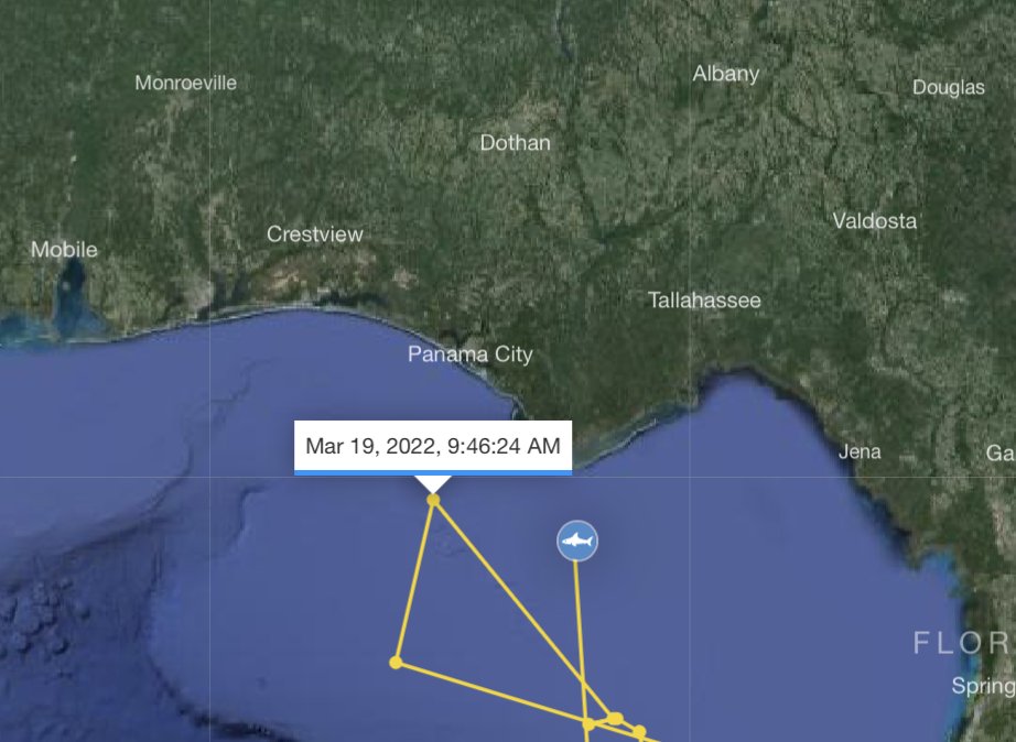 White shark Rose is in the northeast Gulf of Mexico near the Florida Panhandle, approximately 23 nautical miles off St George Island. She was in this same region in March of 2022. Track Rose on the OCEARCH Global Shark Tracker: ocearch.org/tracker/detail… #FactsOverFear #WhiteSharks