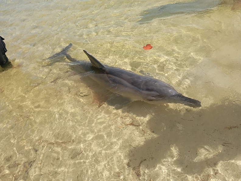 PROFEPA_Mx's tweet photo. ◾️Profepa libera al delfín que varó en el Puerto de Santa Clara, Yucatán🐬🌊
#ProfepaInforma, ¡entérate!👇🏾🧵 https://t.co/Imk1dQYXBc