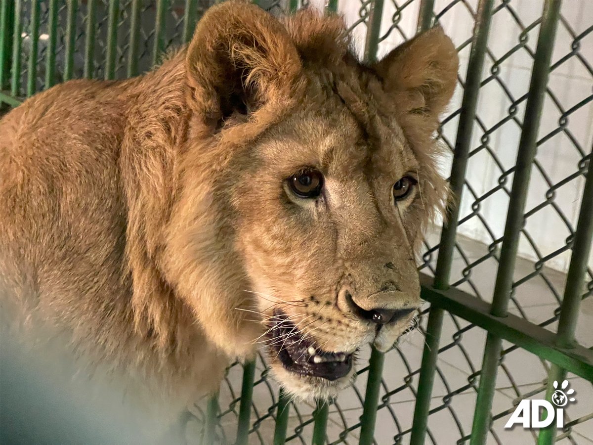 AnimalDefenders's tweet image. MEET SAIF, the youngest of the #illegalpettrade survivors in Kuwait to be relocated to the #ADIWildlifeSanctuary, South Africa. He’s not quite as lively as his companion, Dhubiya, but also playful, friendly and inquisitive. To help with their relocation: act.ad-international.org/page/143210/do…