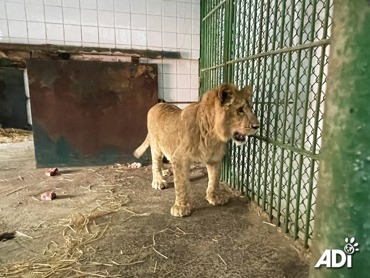 AnimalDefenders's tweet image. MEET SAIF, the youngest of the #illegalpettrade survivors in Kuwait to be relocated to the #ADIWildlifeSanctuary, South Africa. He’s not quite as lively as his companion, Dhubiya, but also playful, friendly and inquisitive. To help with their relocation: act.ad-international.org/page/143210/do…