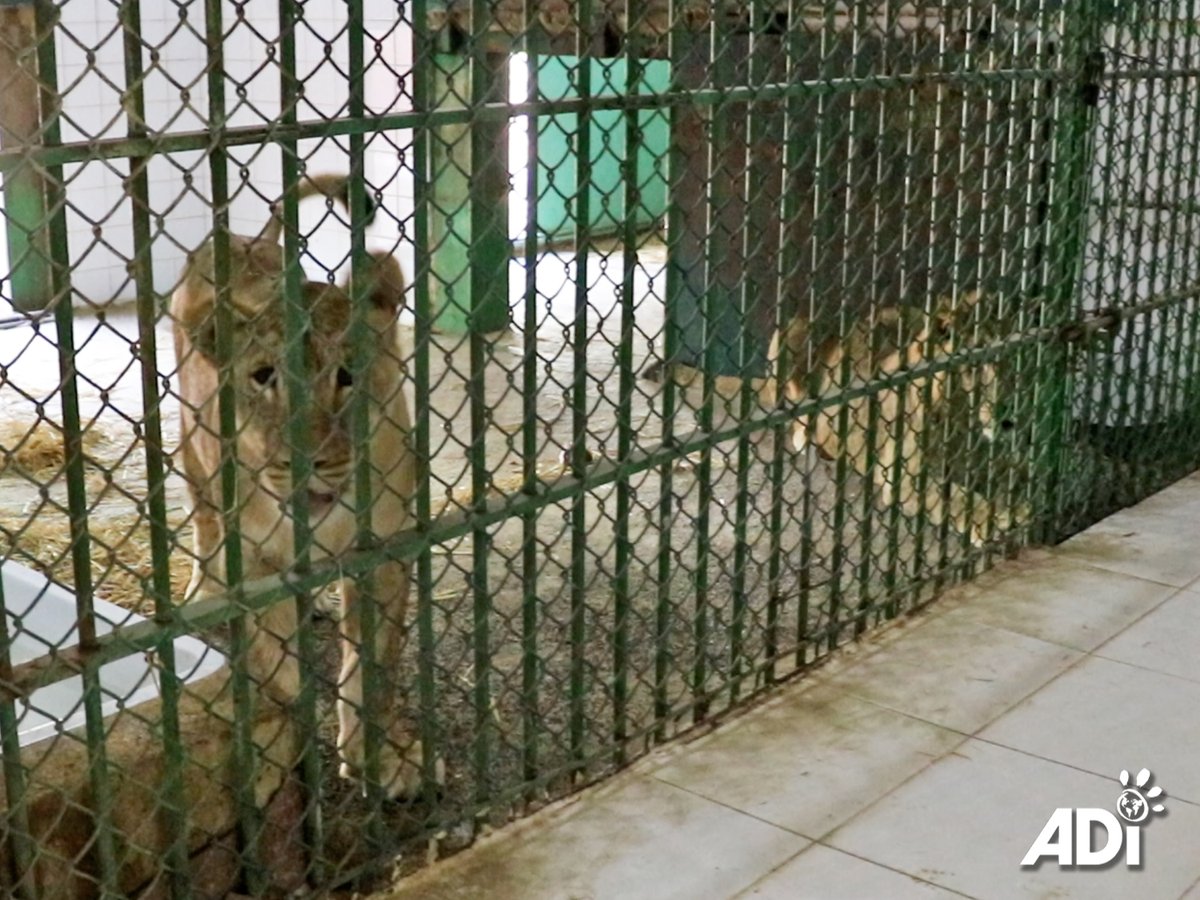 AnimalDefenders's tweet image. MEET SAIF, the youngest of the #illegalpettrade survivors in Kuwait to be relocated to the #ADIWildlifeSanctuary, South Africa. He’s not quite as lively as his companion, Dhubiya, but also playful, friendly and inquisitive. To help with their relocation: act.ad-international.org/page/143210/do…