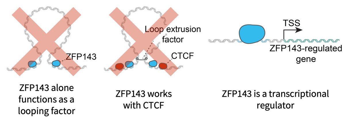 (1/14) Excited to share our new work on ZNF143/ZFP143 by @DomenicNarducci ZNF143 has been widely reported to be a general loop factor Instead we and @deWitLab in a companion preprint show that ZNF143 is a TF with no loop function: biorxiv.org/content/10.110… biorxiv.org/content/10.110…
