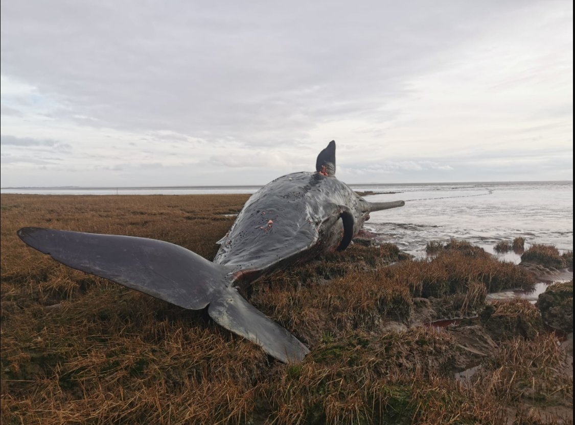 strandings_man's tweet photo. A mass stranding of five sperm whales occurred within the Humber estuary last weekend- unfortunately all likely died and bodies are scattered around the estuary. Working with our partners in the region to try to #CSIOfTheSea examine any that are safe to access. More to follow... https://t.co/MBiPJNBoMM