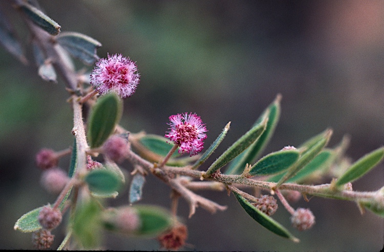 For this week’s #WildlifeWednesday, the critically endangered Purple-flowered Wattle (Acacia purpureopetala). Found only in a small area of north-eastern Queensland, it grows on rocky slopes and is the only Australian wattle that has purple flowers! Pic: Wrigley, J.W.