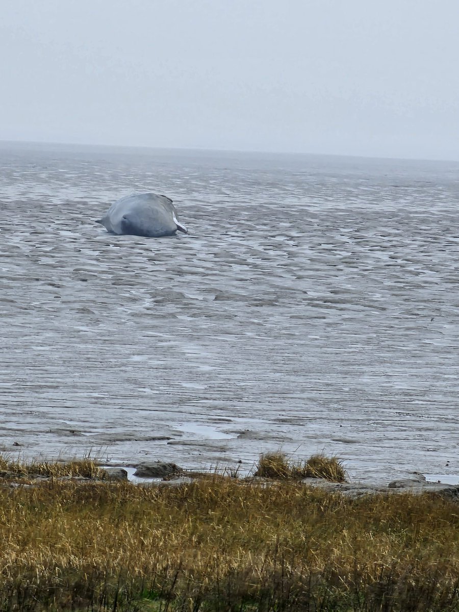 A mass stranding of five sperm whales occurred within the Humber estuary last weekend- unfortunately all likely died and bodies are scattered around the estuary. Working with our partners in the region to try to #CSIOfTheSea examine any that are safe to access. More to follow...