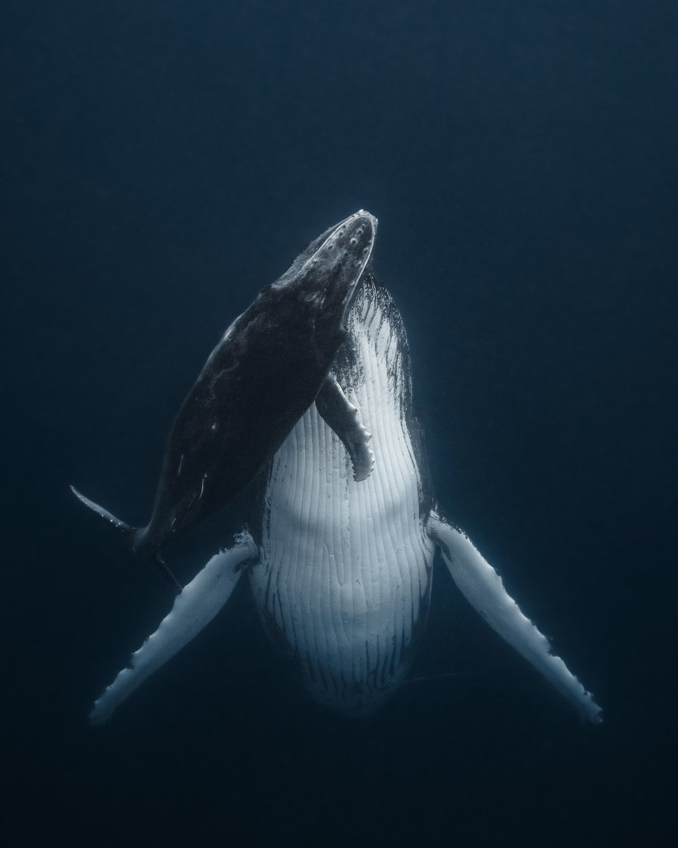 If you chose wisely and are now $RICH, let me help you spend a bit ;)

Here is an incredible moment between a humpback whale mother and her calf that I’ve captured 

You can search the entire blockchain(s), this is unique.

« Fifteen Feet Below »

Read the full story… below ;)