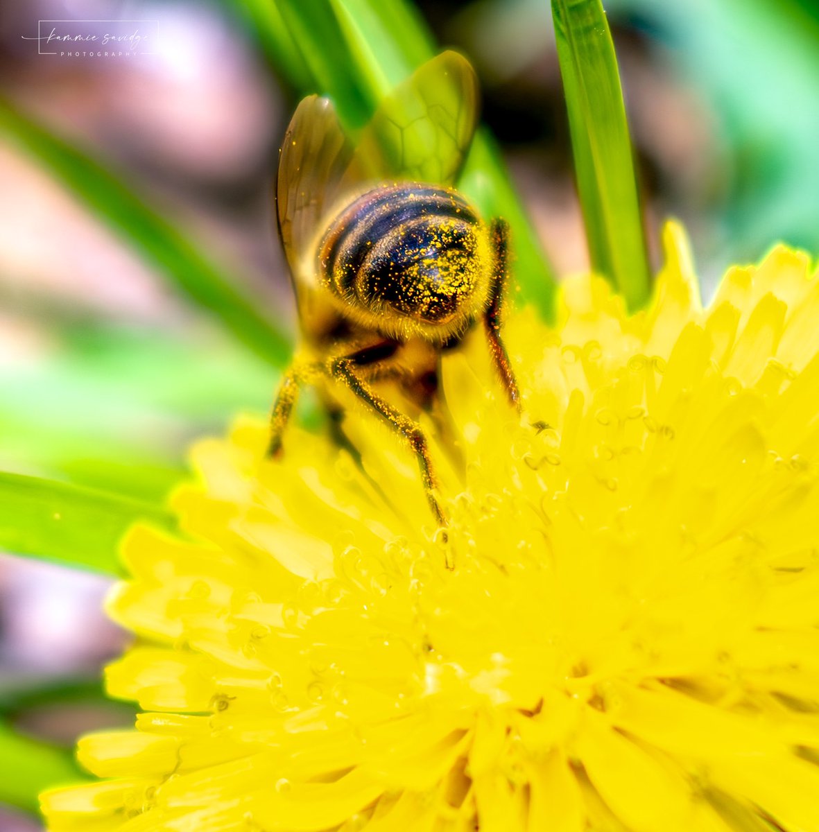 Pollen Butt! #bees #workerbees #honeybees #savethebees #nature #naturephotography #outdoors #springtime #seasons #dandelions #pollinators #flowers #pollen #myhappyplace #smile #yellow #beesinthebackyard #kammiesavidgephotography