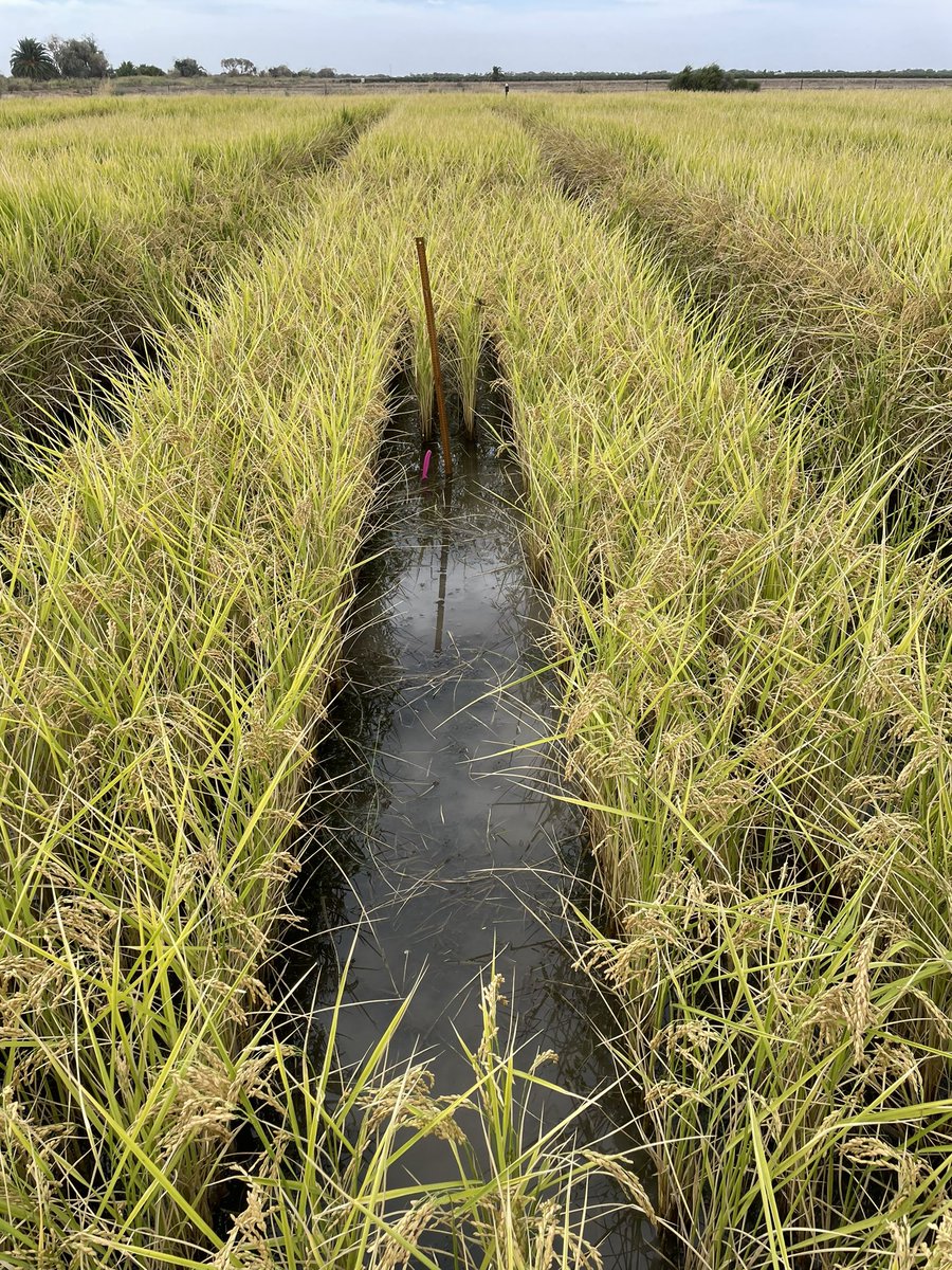 First rice harvest quad samples for 2024. @NSWDPI_AgWater @AgriFuturesAU @jamesbrinkhoff @RiceExtension