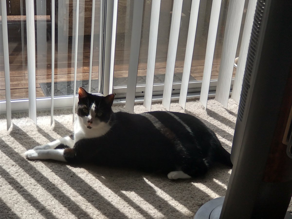 Mi poquito vaca 🐮