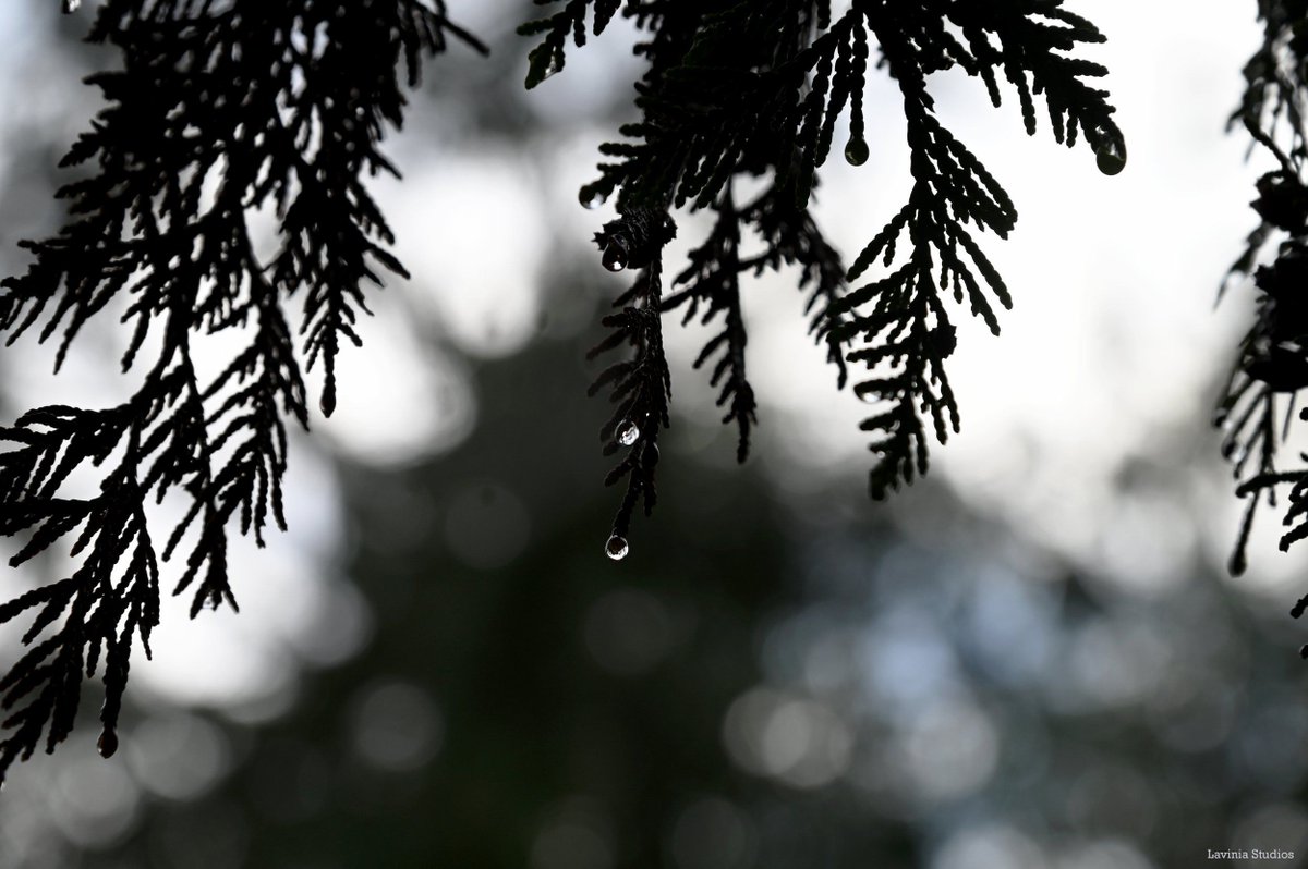 Anne Leigh Parrish tweet media