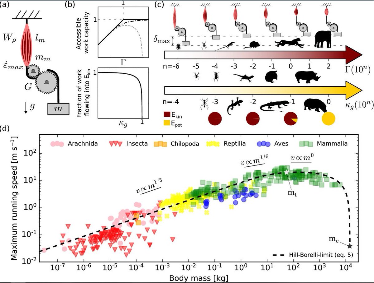 Why is the max speed limit found in mid-sized animals? This is explained by two competing musculoskeletal limits: how fast muscles contract in smaller animals, & how much they shorten during contraction in larger animals. Cheetahs 🐆 hit that sweet spot | doi.org/10.1038/s41467…