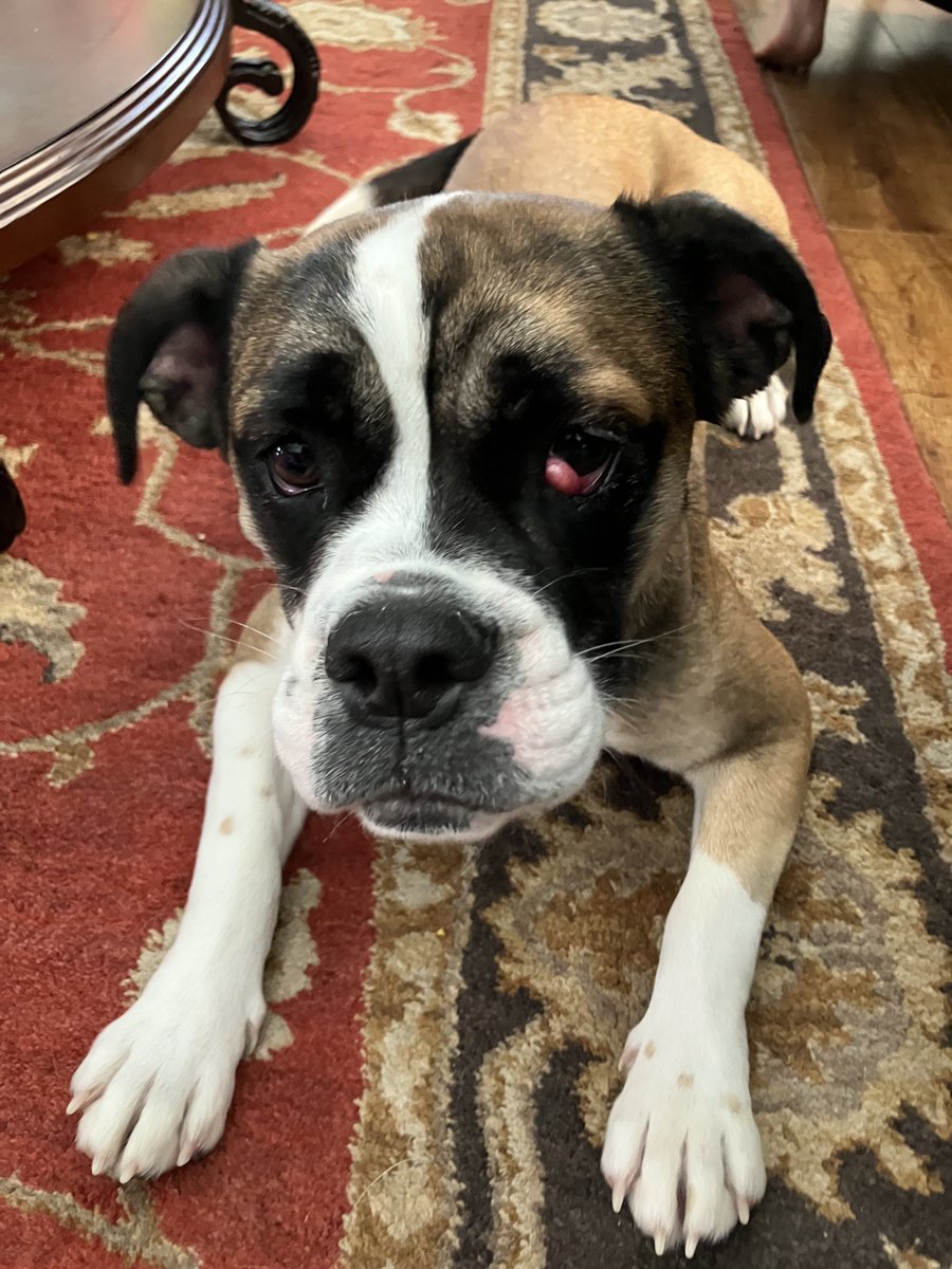 CoachCWII's tweet photo. For people who care, we got a new dog https://t.co/iPT943NjKj