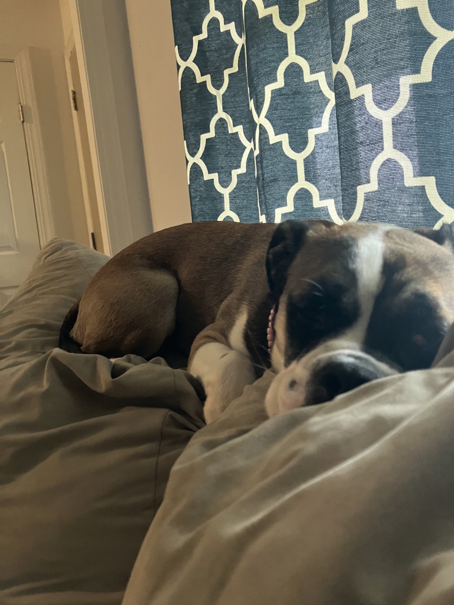 CoachCWII's tweet photo. For people who care, we got a new dog https://t.co/iPT943NjKj