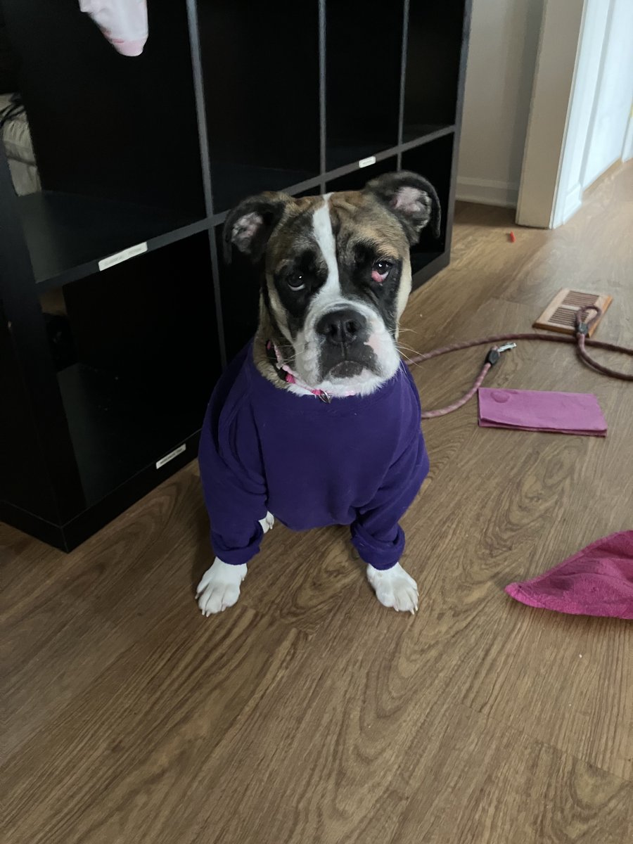 CoachCWII's tweet photo. For people who care, we got a new dog https://t.co/iPT943NjKj